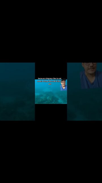 Animals help each other all the time