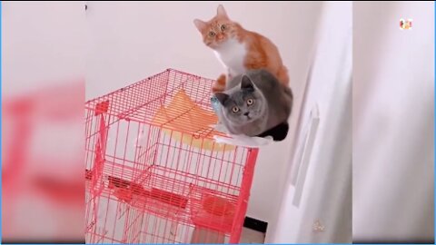 Cute Cats And Funny Dogs Videos Compilation