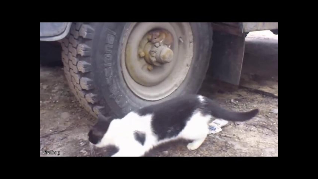 This cat was chasing his mouse when it totally lost track of it
