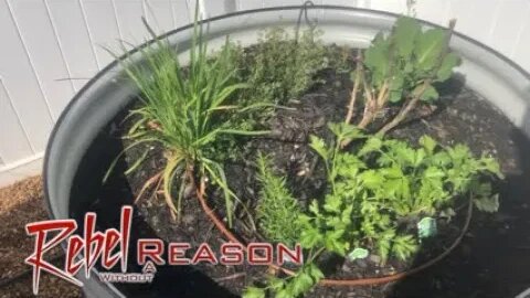 2023 Garden Day 6