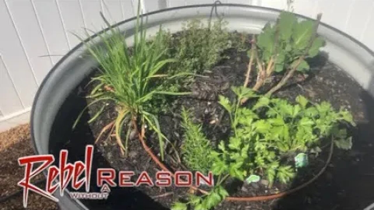 2023 Garden Day 6