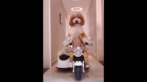 😍 Cute Cats and Funny Dogs Videos Compilation 2021 😍