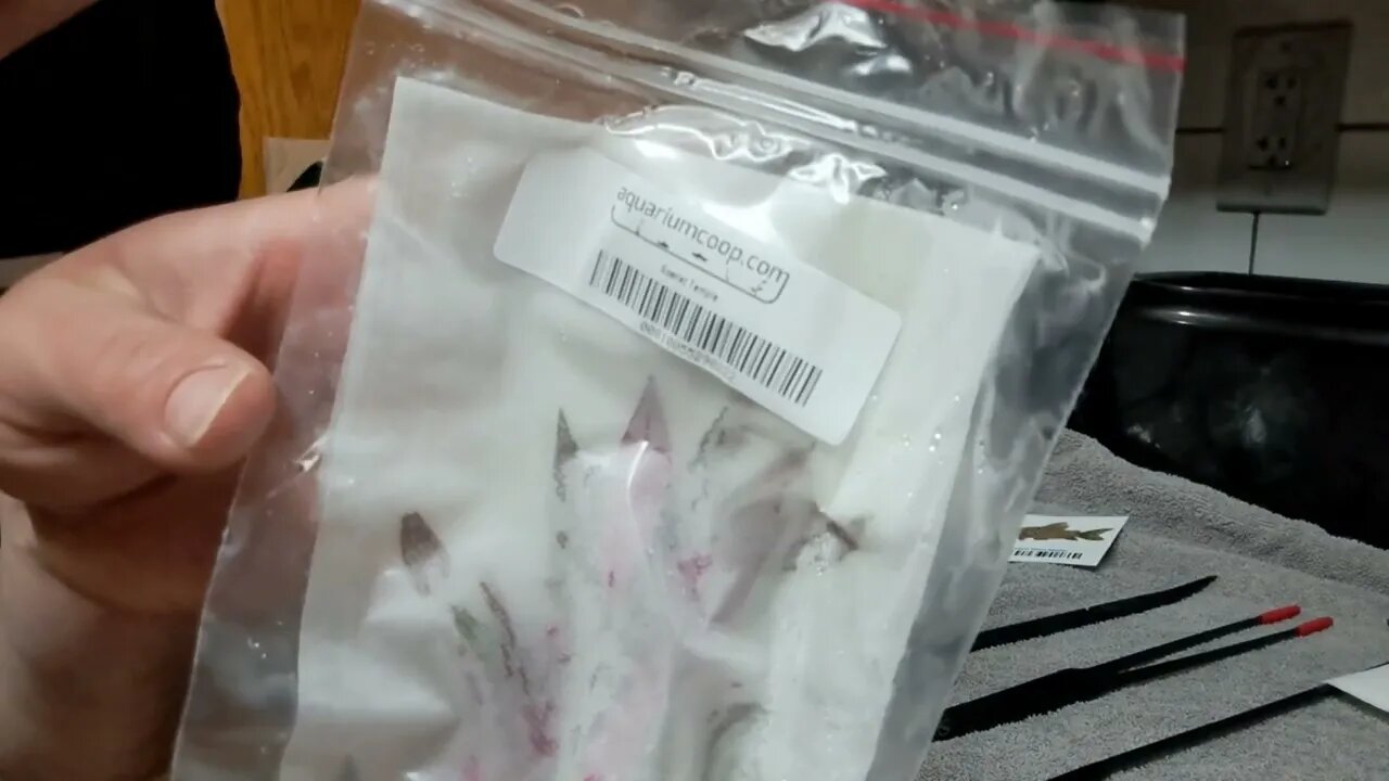 Unboxing Aquariumcoop.com live plants | Scarlet Temple