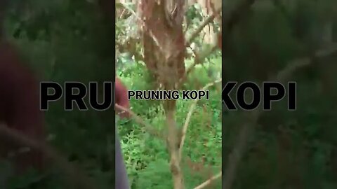 pangkas cabang pada tanaman kopi #kopi #kopijurangmangu #coffee