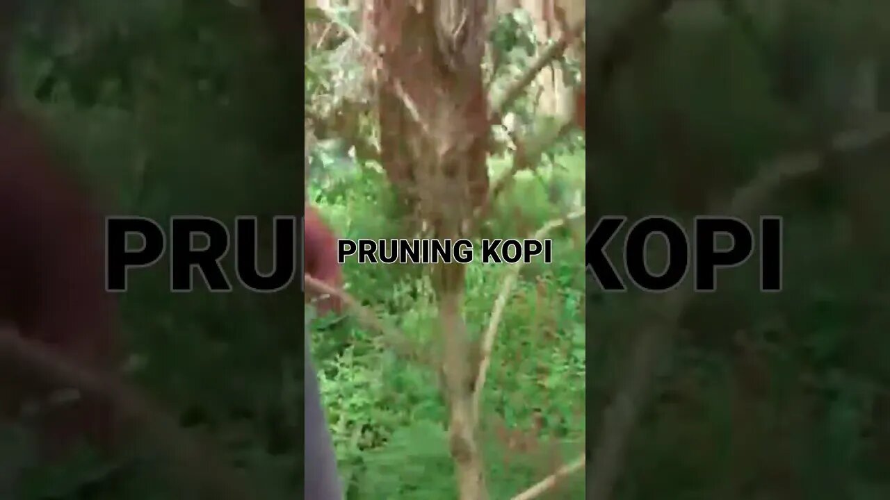 pangkas cabang pada tanaman kopi #kopi #kopijurangmangu #coffee
