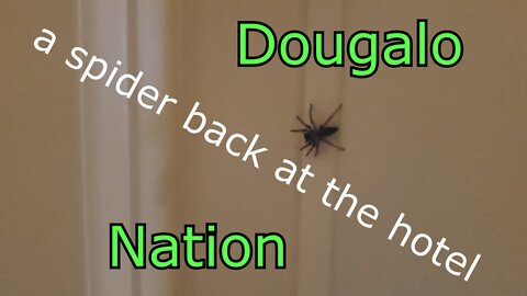 a spider back at the hotel