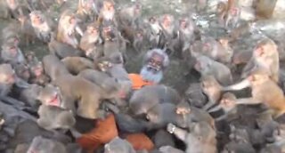 This 79-year-old man is surrounded by hungry monkeys!