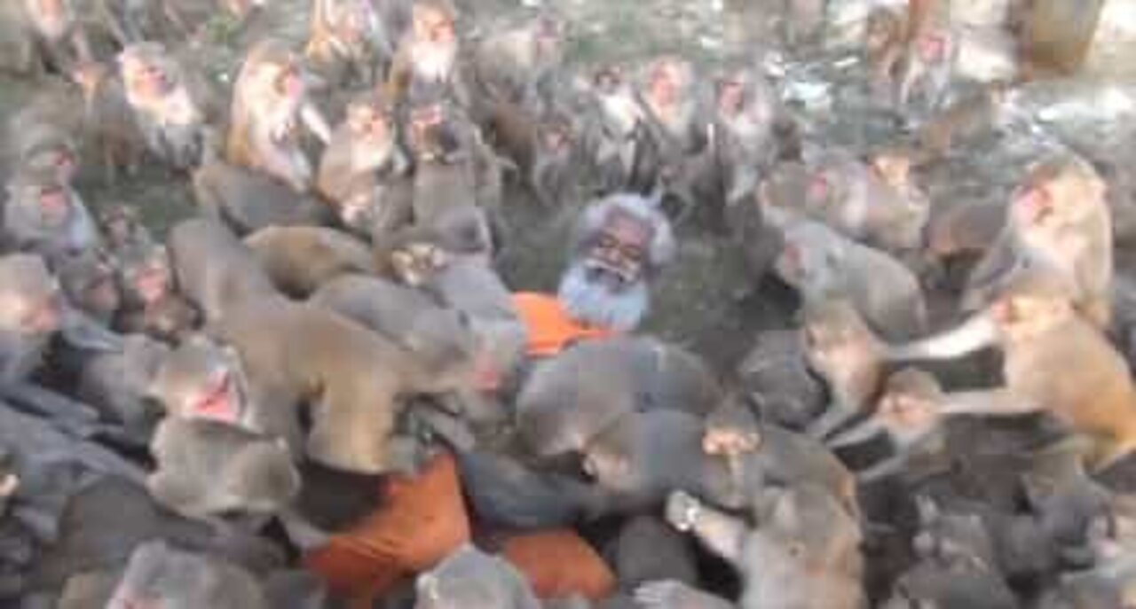 This 79-year-old man is surrounded by hungry monkeys!