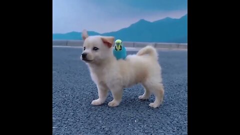 why you should have an animal Wait?! What?!