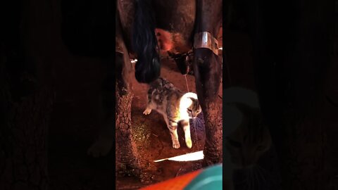貓：這是免費的 喝到飽👍＃Shorts#cat#貓