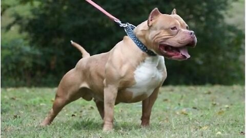 The most powerful dog in the world