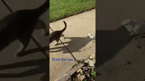Wait for me #cutepets #parrot #shorts #cockatoo #birdshorts #cat #amazinganimals