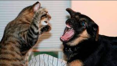 Funny and Cute CATS that will make you LAUGH
