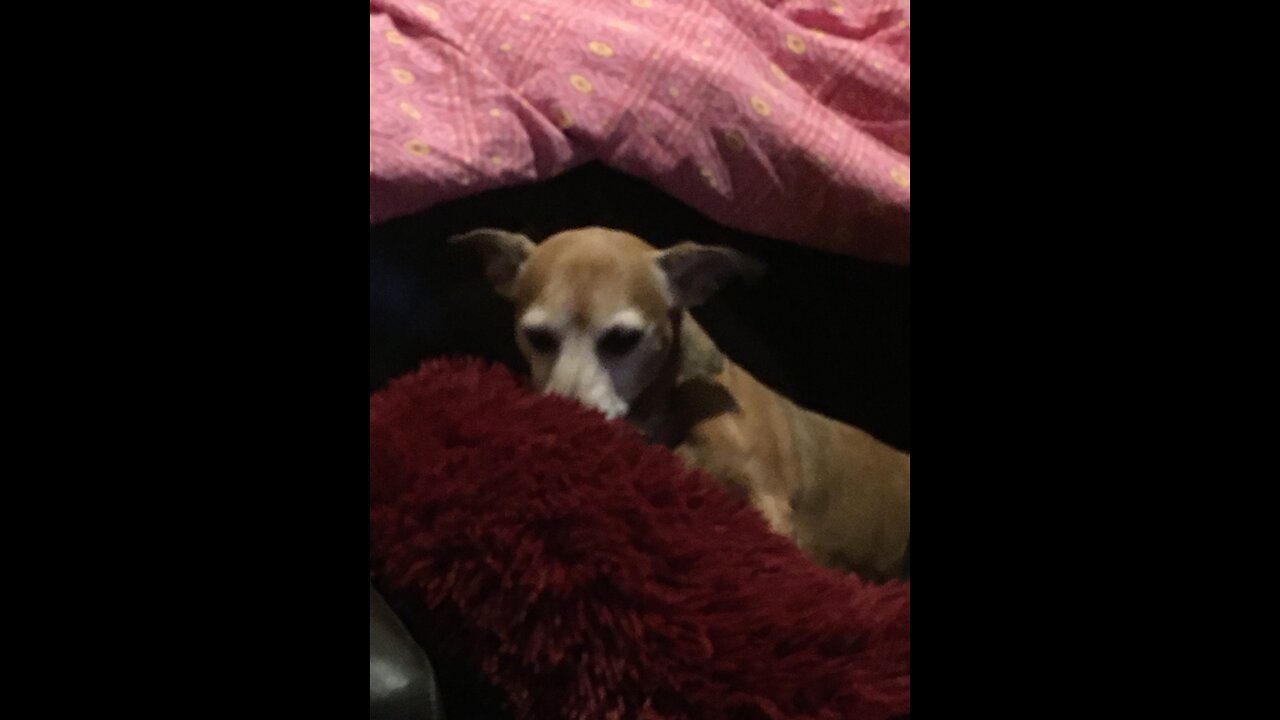 Jack and his squeaky toy