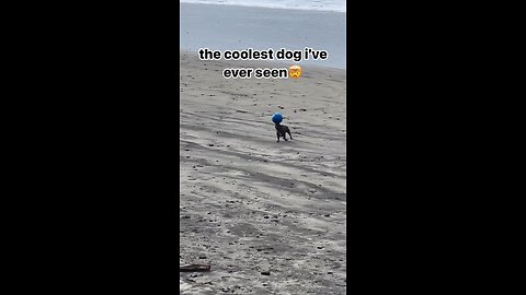 COOLEST DOG 😎