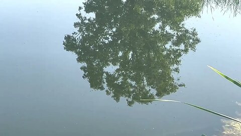 Greg has monster bass spawning in cattle pond!