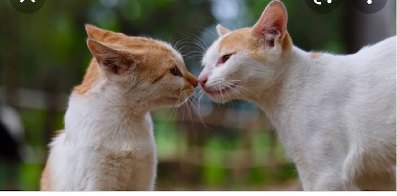 Pair of beautiful cats play game