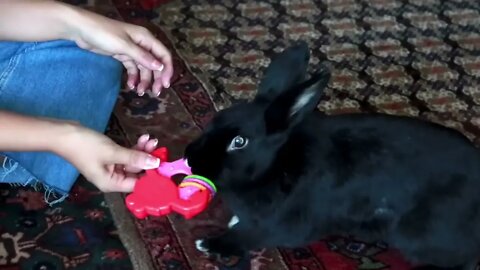 How Rabbits Choose Their Favorite Person