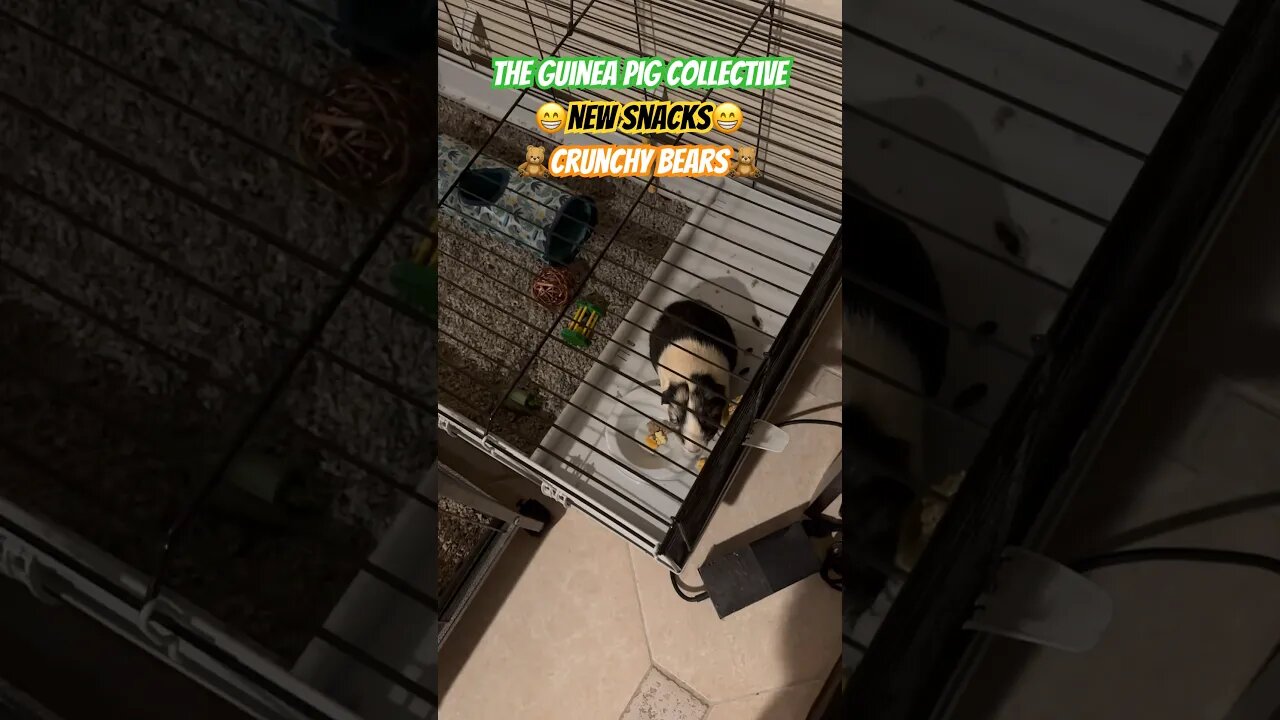 😁New Snacks😁 🧸Crunchy Bears🧸 #guineapigshorts #guineapigs #guineapigseating #channel