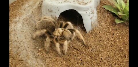 Feeding Tarantulas on Rumble