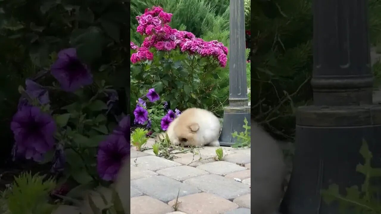 catvideos🙀🙀 #shorts #shortvideo #youtubeshorts