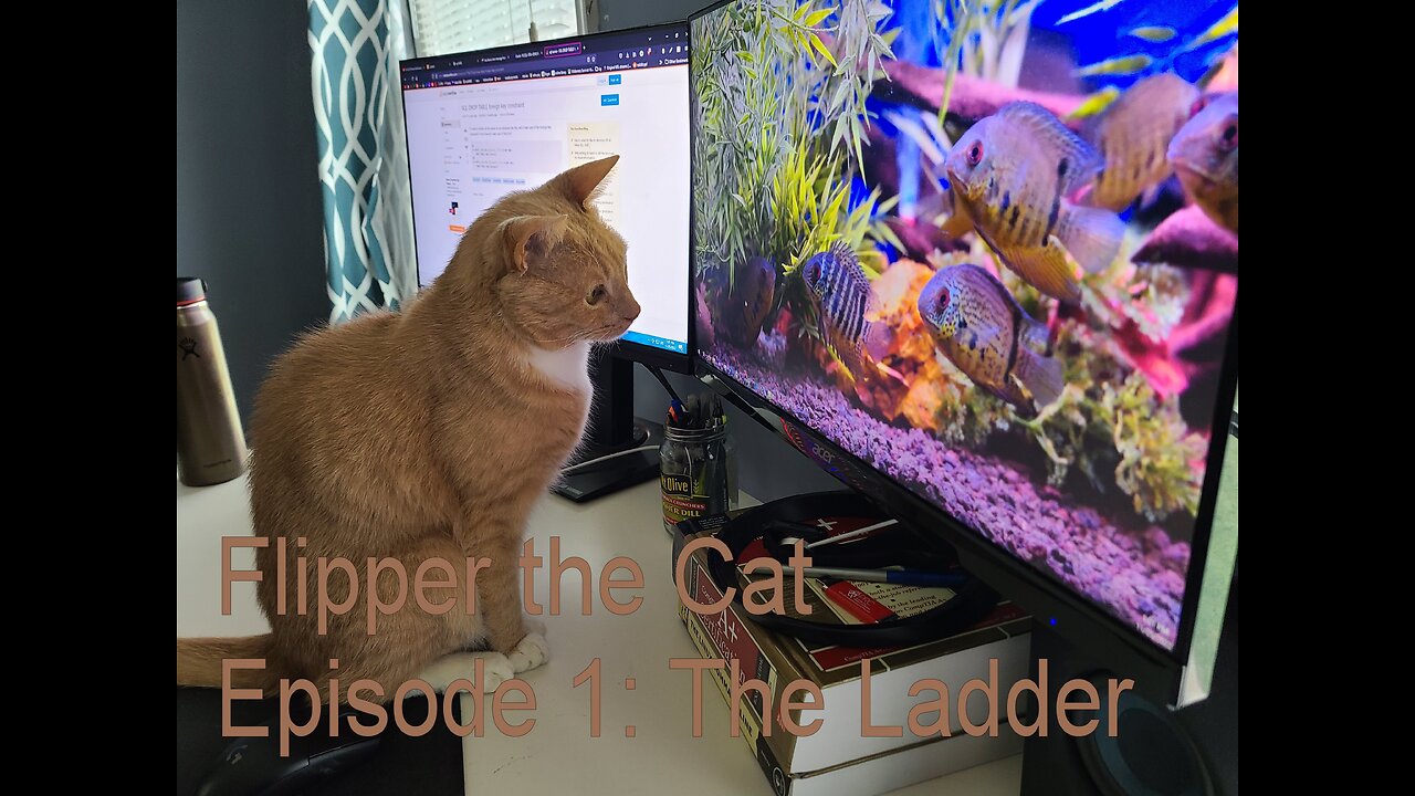 Flipper the Cat: Episode One "The Ladder"