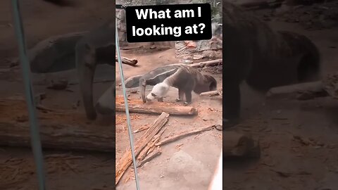 WHaT am I looking at exactly? 😫😫😫🤔 #shorts #short #subscribe #viral #shortvideo #reels #funny
