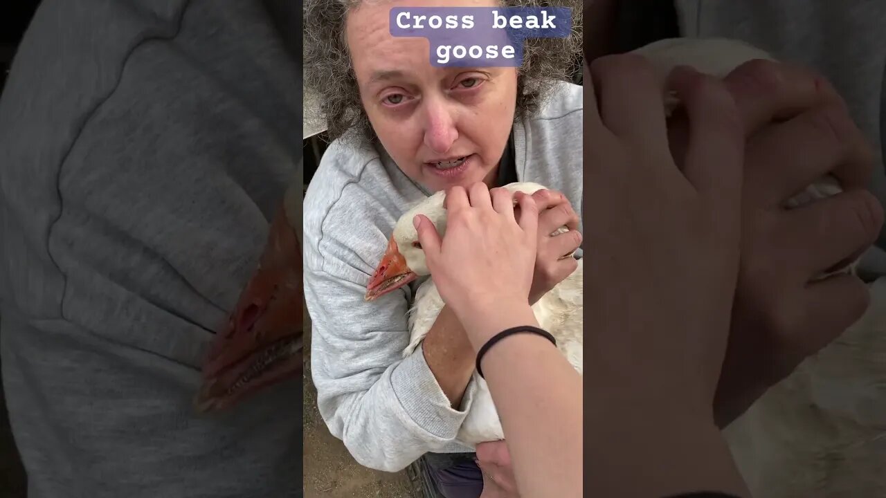 Crossbeak goose has a cuddle after having a fight with his brother