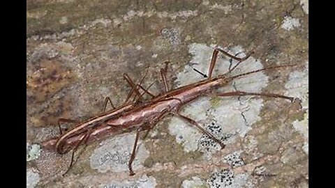 Walking Stick FL.