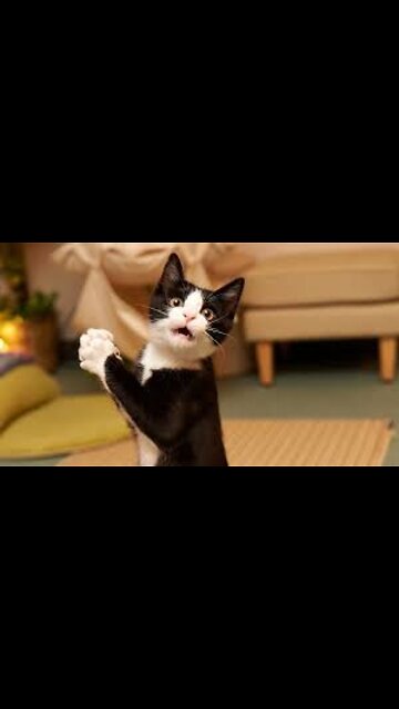 SCARED CAT very funny