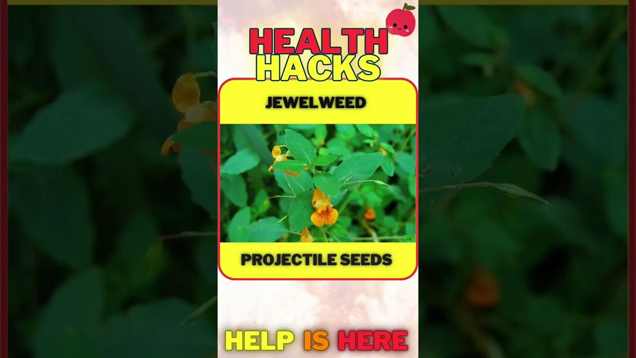 Jewelweed Helps Relieve Poison Ivy Rash