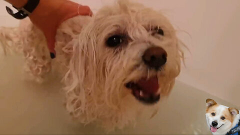 Dog Bath Time Grooming