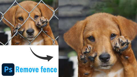 Remove fence in photoshop | Remove animal fence | Best Photoshoptricks | #Shorts