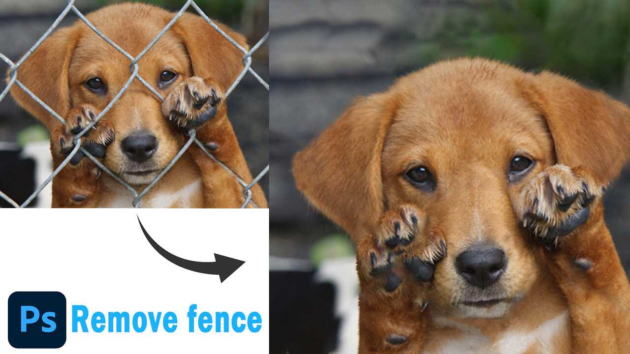 Remove fence in photoshop | Remove animal fence | Best Photoshoptricks | #Shorts