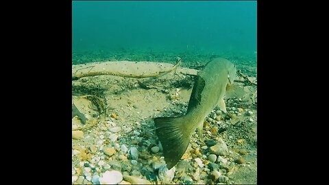 bass are on the beds