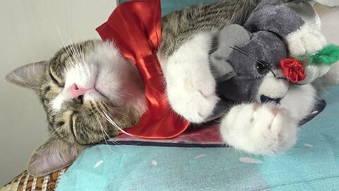 Cat with Red Bow Gets Nose Boops
