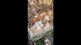 Compost heap - Day 1 #shorts
