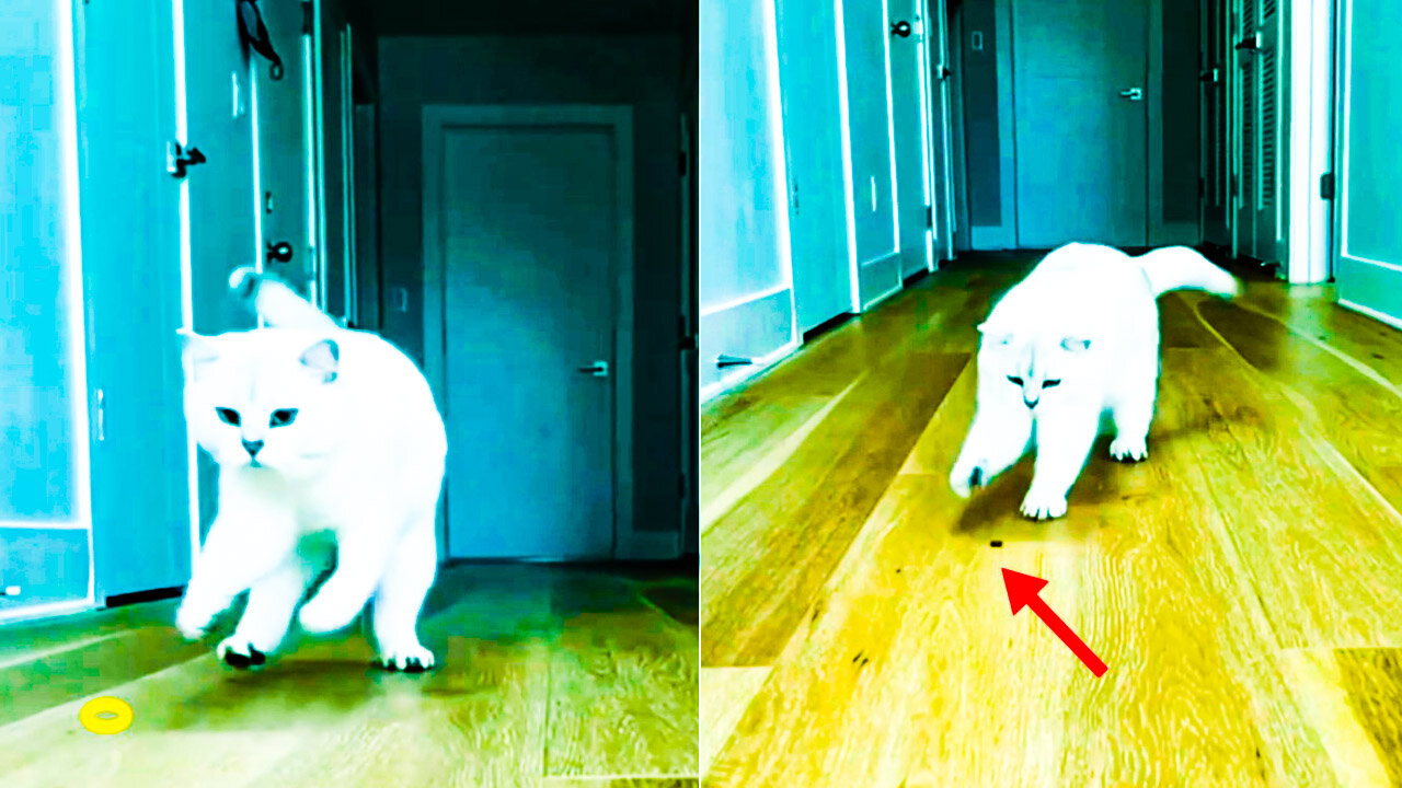 ANIMAL LAND - My Cat's Experience in Holding an Object! |Cute & Funny Cat video #6