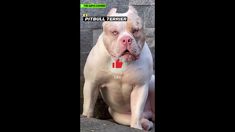TOP 5 AGGRESSIVE DOG BREEDS - this includes the Pitbull, Doberman and 3 more.