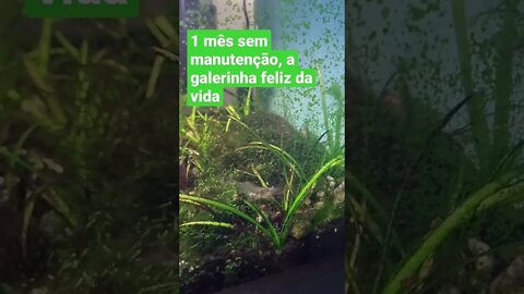 Dando aquele confere no aquarinho