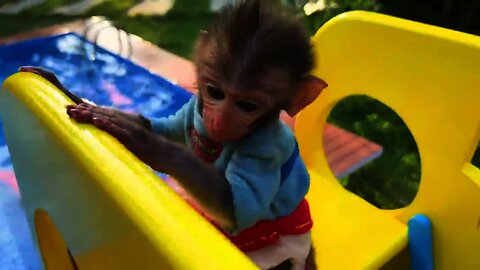 FUNNY AND CUTE ANIMALS 🐒😂🐕🐩