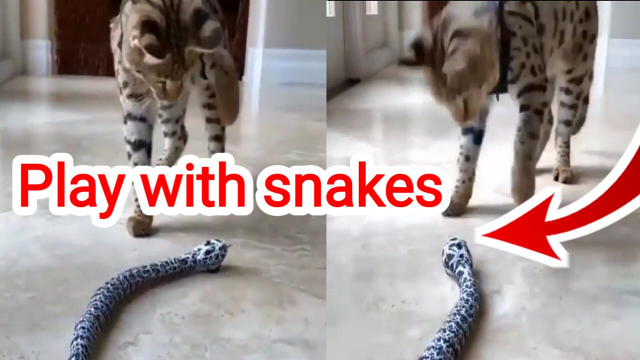 Cats Play with Funny Snakes Out