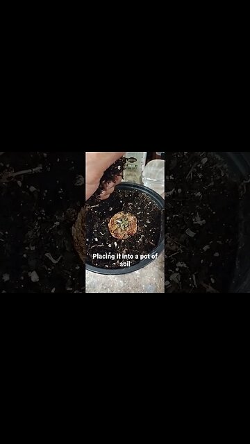 Planting Seeds for Winter Solstice!