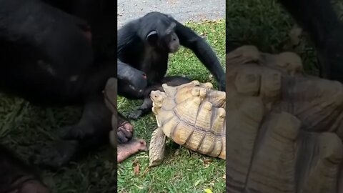 Chimp Feeding Tortoise
