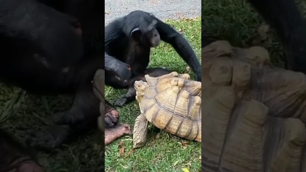 Chimp Feeding Tortoise
