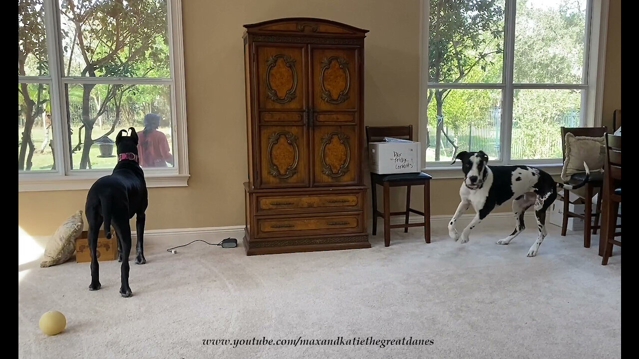 Funny Howling Great Dane Is A Great Watch Dog