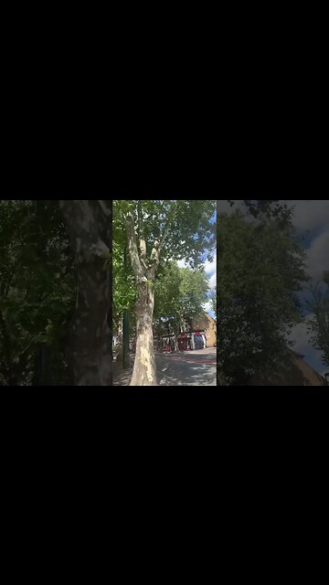 London has amazing trees- wherever you go you see trees