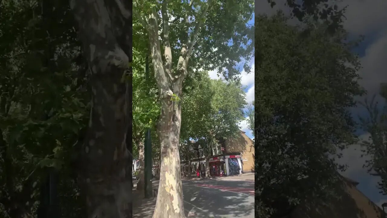 London has amazing trees- wherever you go you see trees