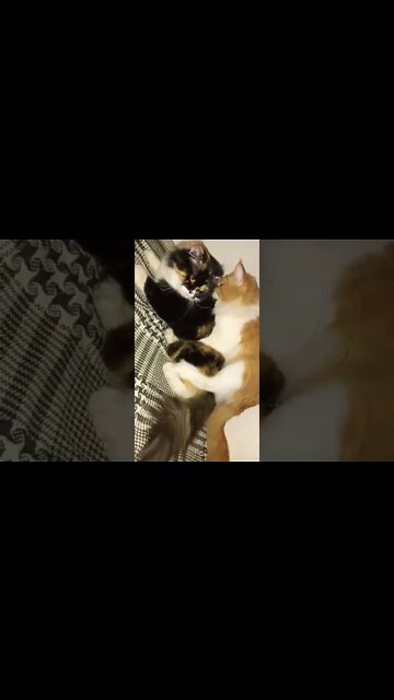 Max and Oreo | Matting Video |#cats #youtubeshorts #shorts