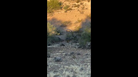 Young Mule Deer Buck